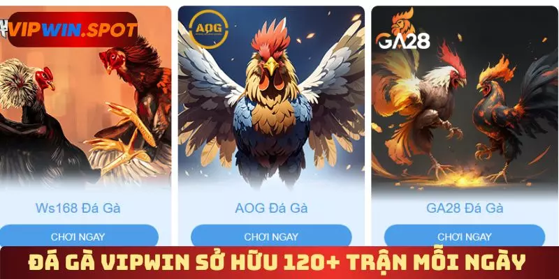 Đá gà Vipwin sở hữu 120+ trận mỗi ngày
