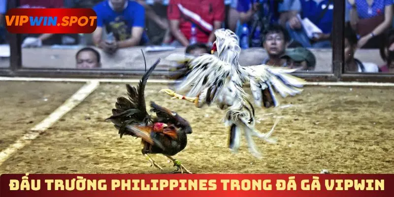 Đấu trường Philippines trong đá gà Vipwin